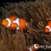 anemonefish_falseclown_nus_h_0705_png1891.jpg